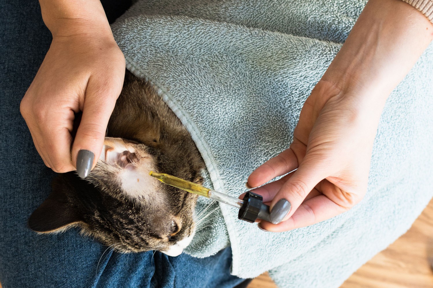 Liquid dropper with olive oil adding drops into cat's ear
