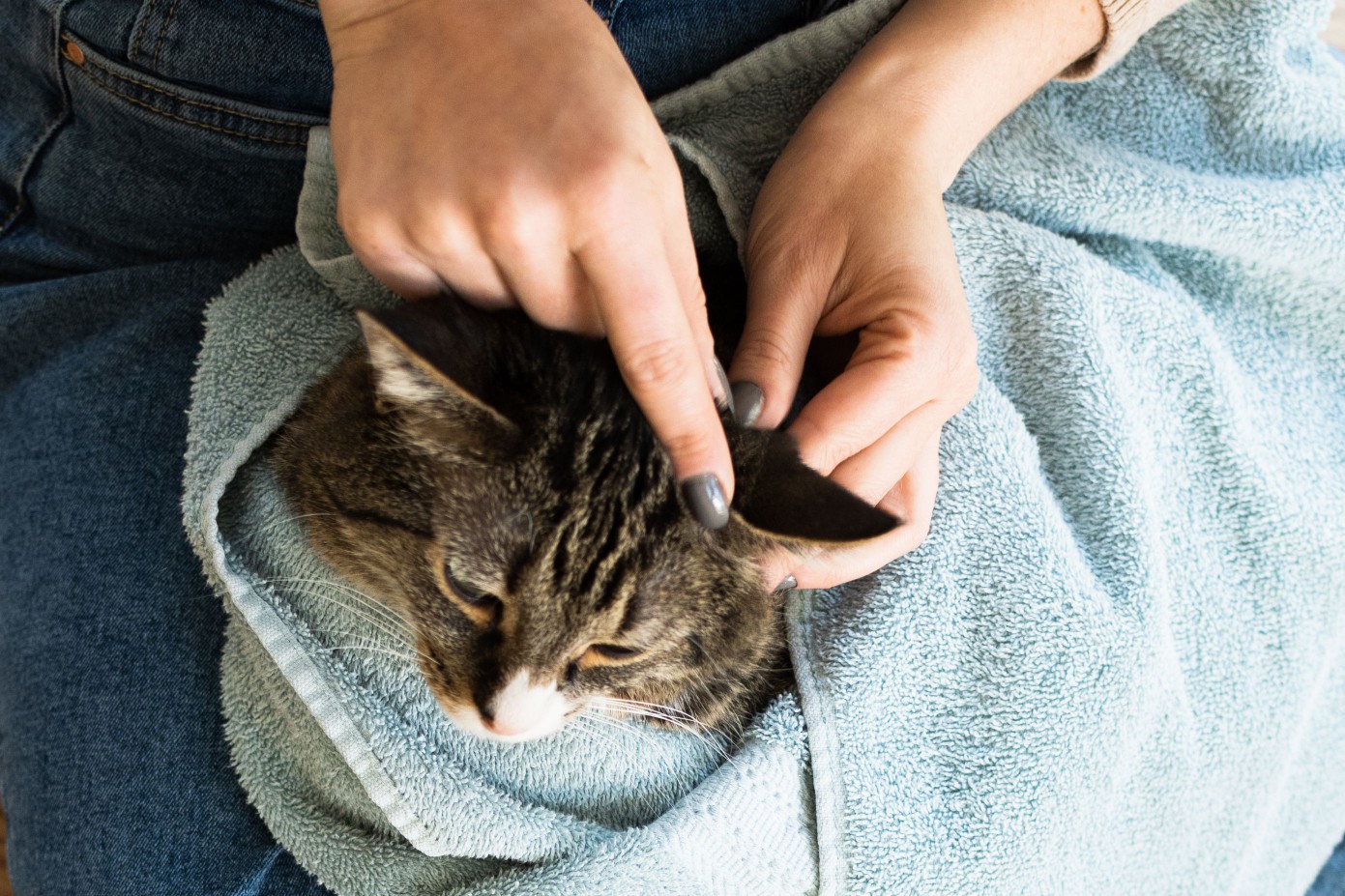 Base of cat's ear being massaged with finger