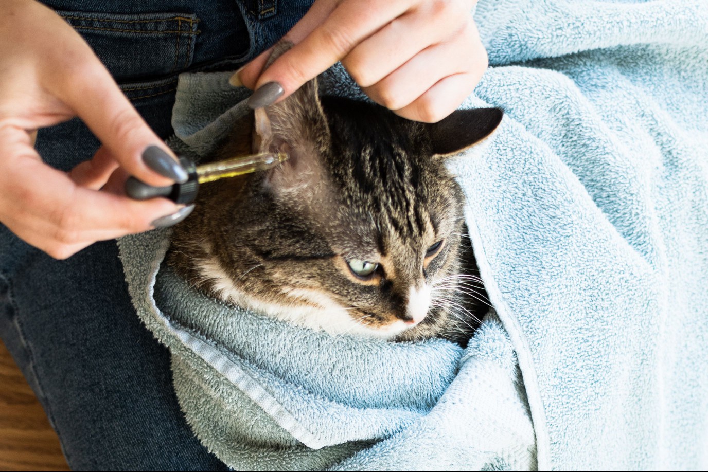 Olive oil dropped into cat's ear with liquid dropper