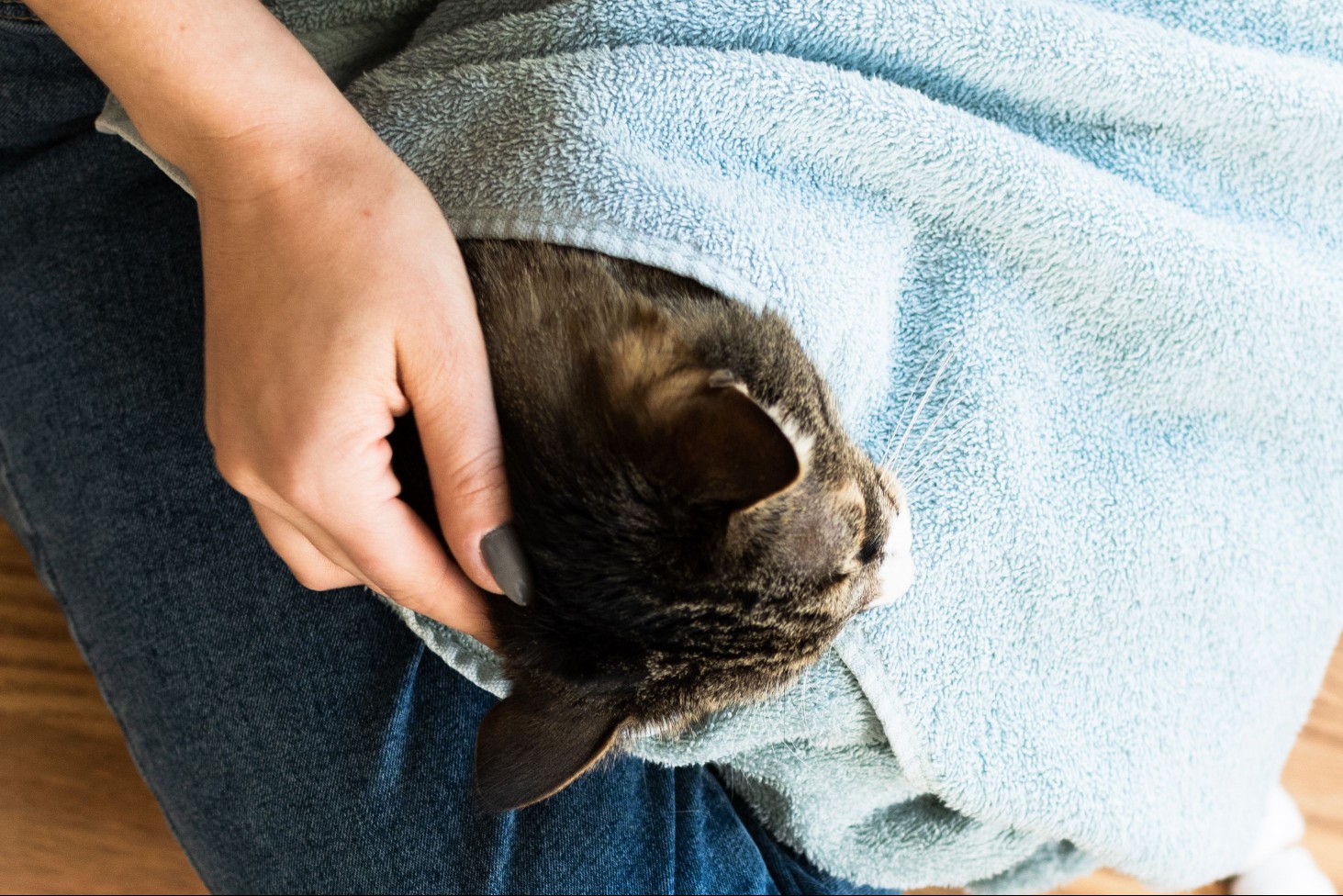 Back of cat's head being massaged with hand