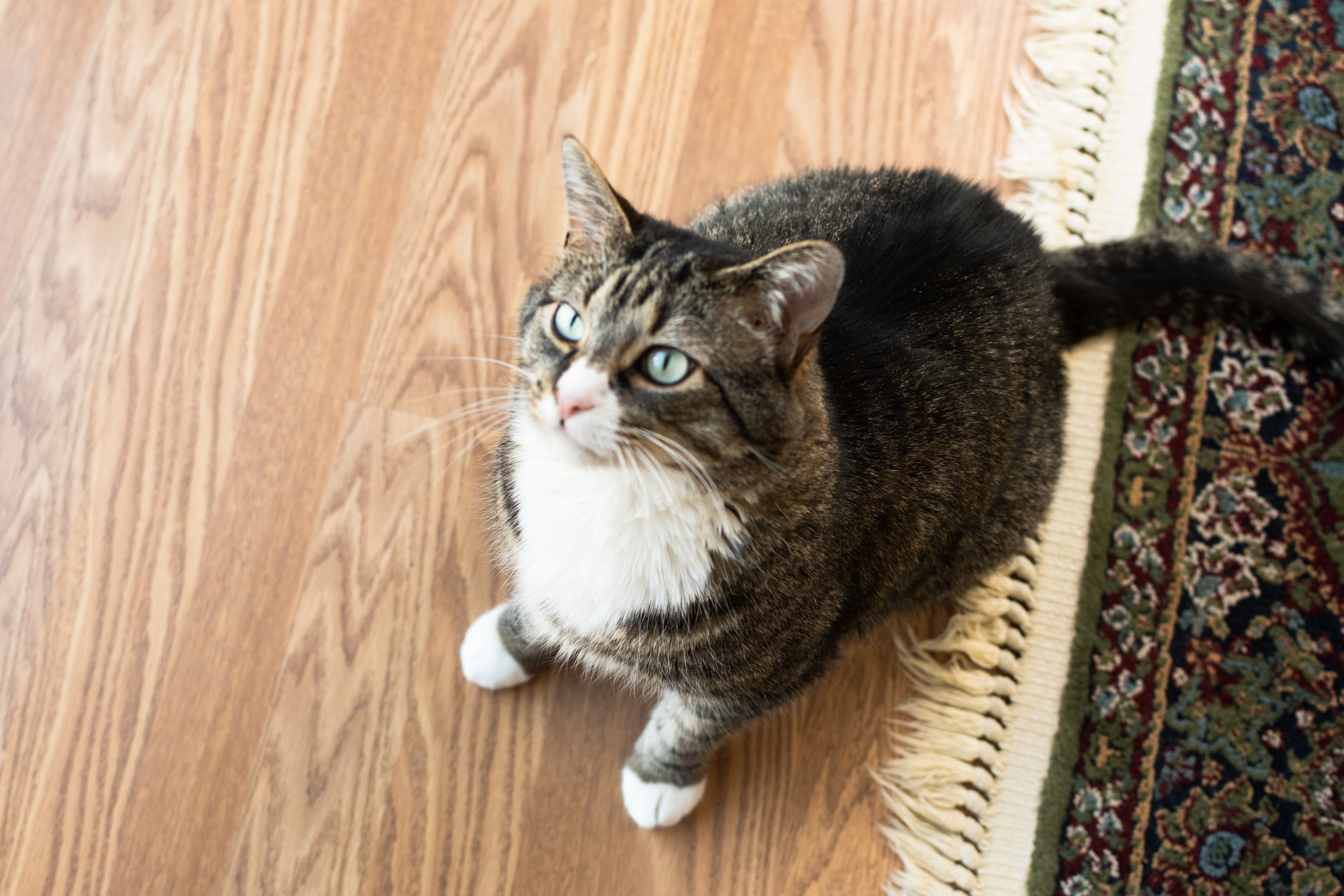 Brown and white cat sitting on wood floor next to rug