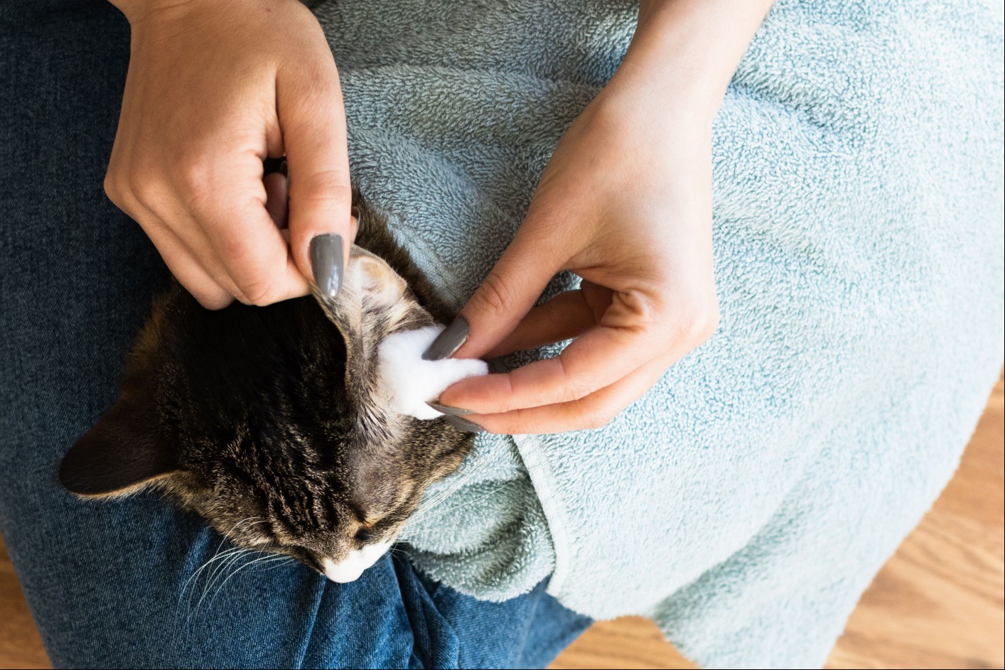 Cotton ball wiping dirt and olive oil from cat's ear