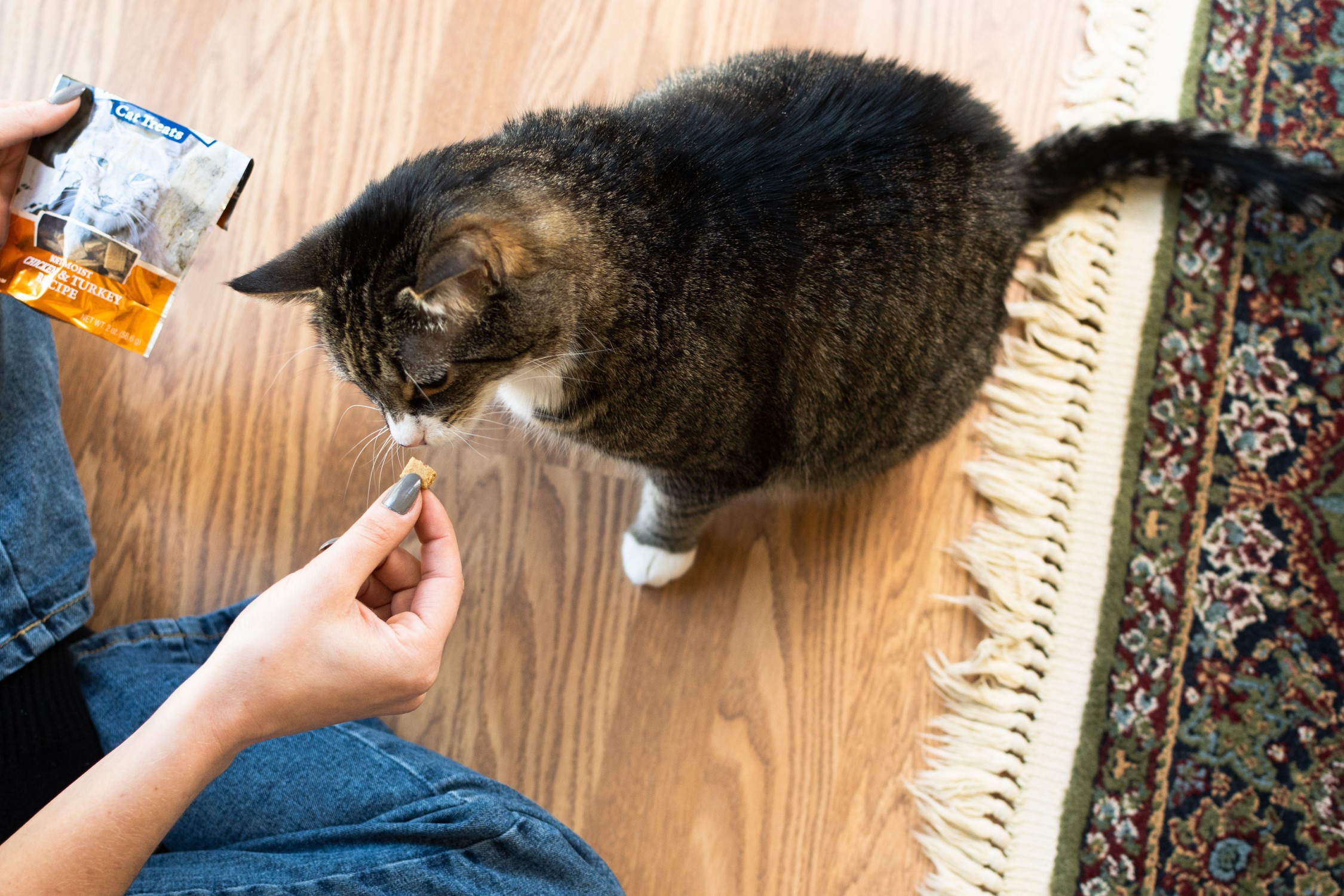 Cat being given a small treat