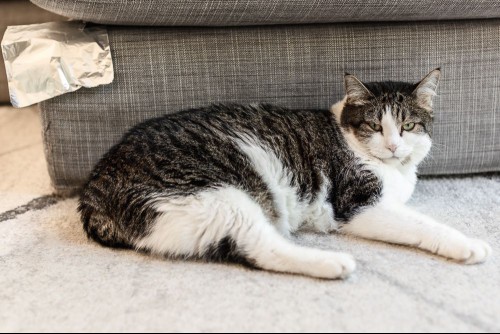 Double-sided aluminum foil on corner of couch to discourage bad cat behavior