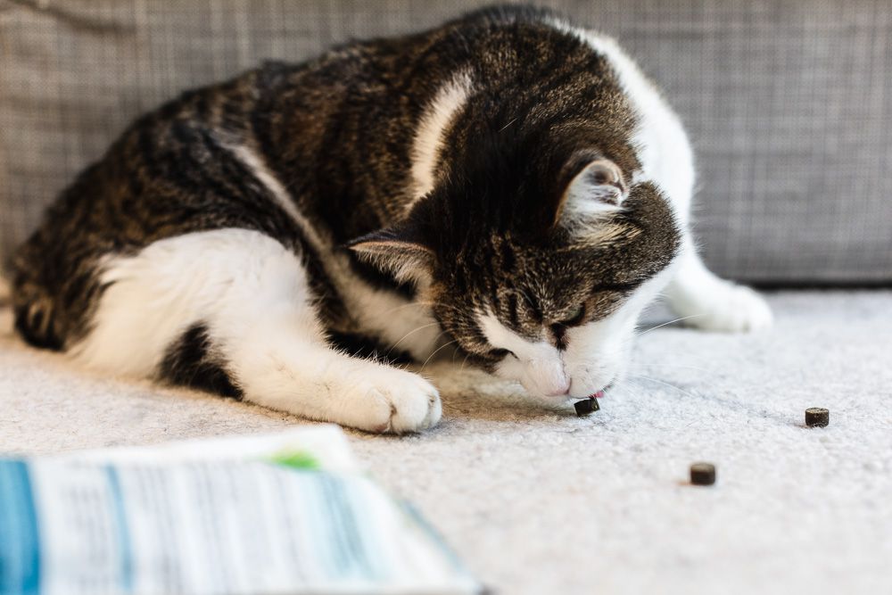 Cat eating treats on floor to encourage good behavior