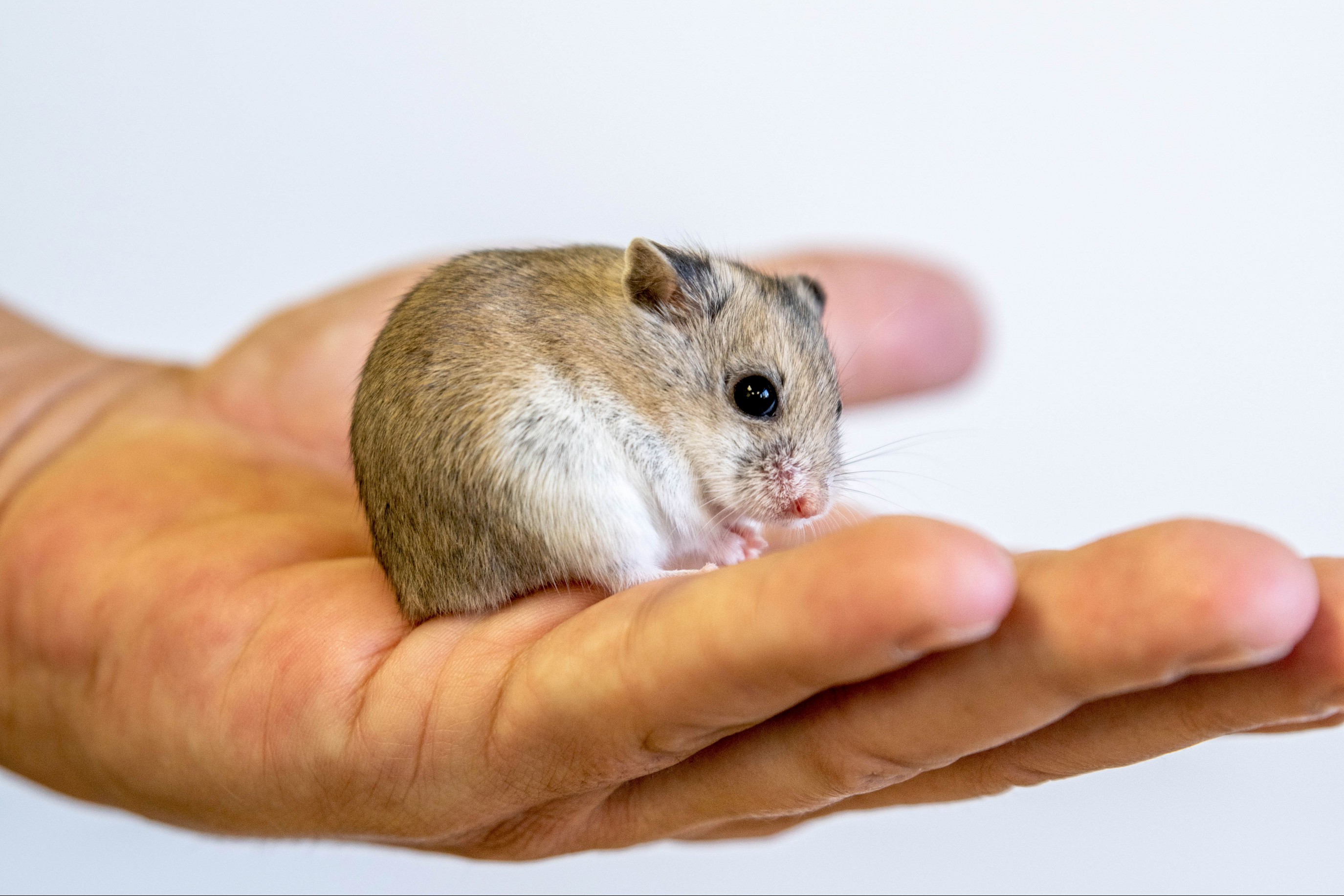 Tan and white hamster held in owner's left hand