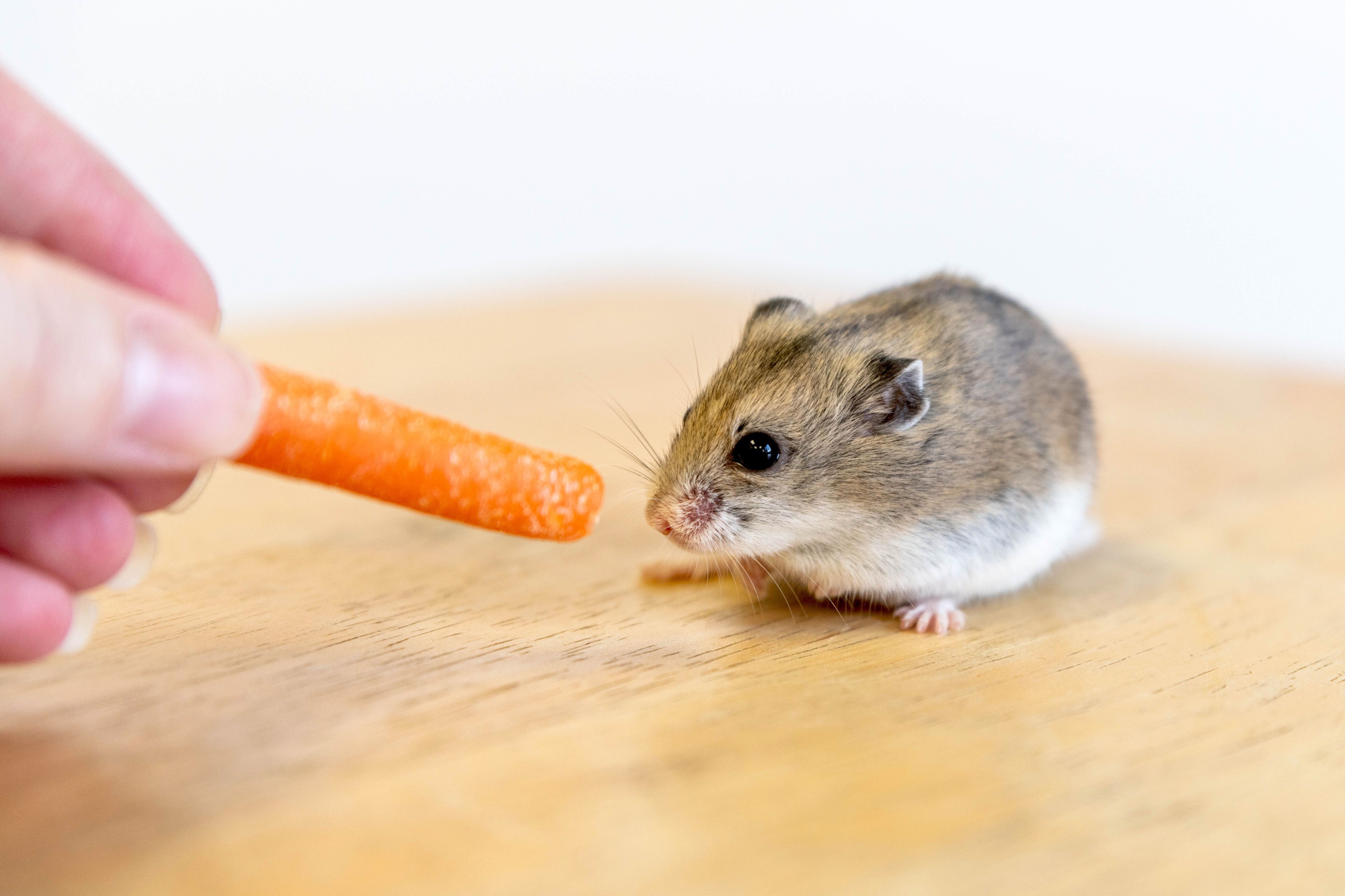 Small piece of carrot held in front of hamster