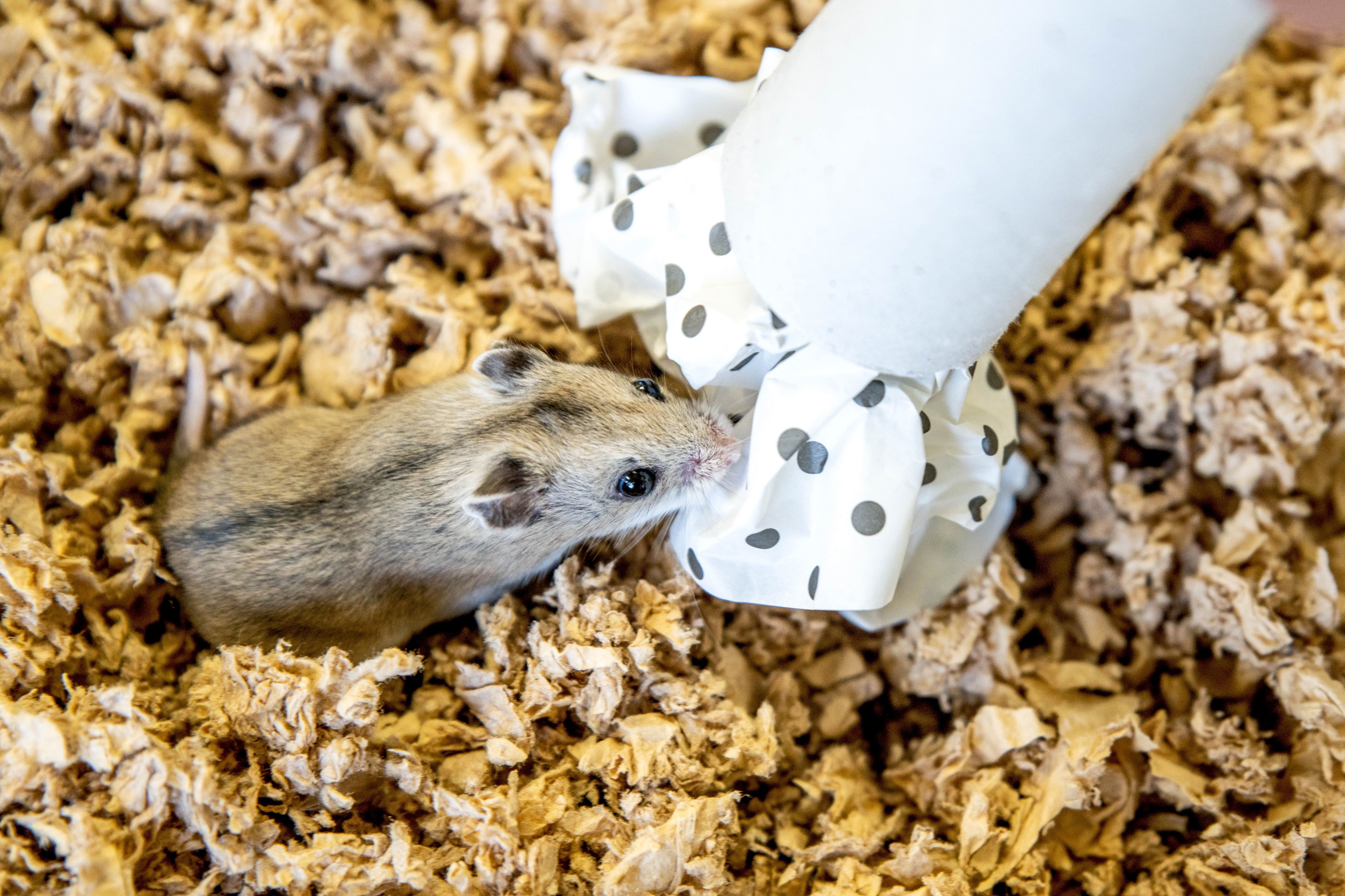 Cardboard tube with paper stuffed on end to herd hamster