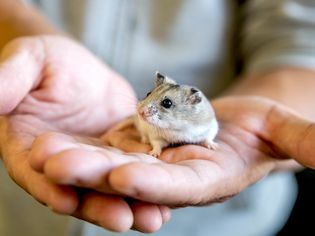 How to Train Your Hamster to Be Tame