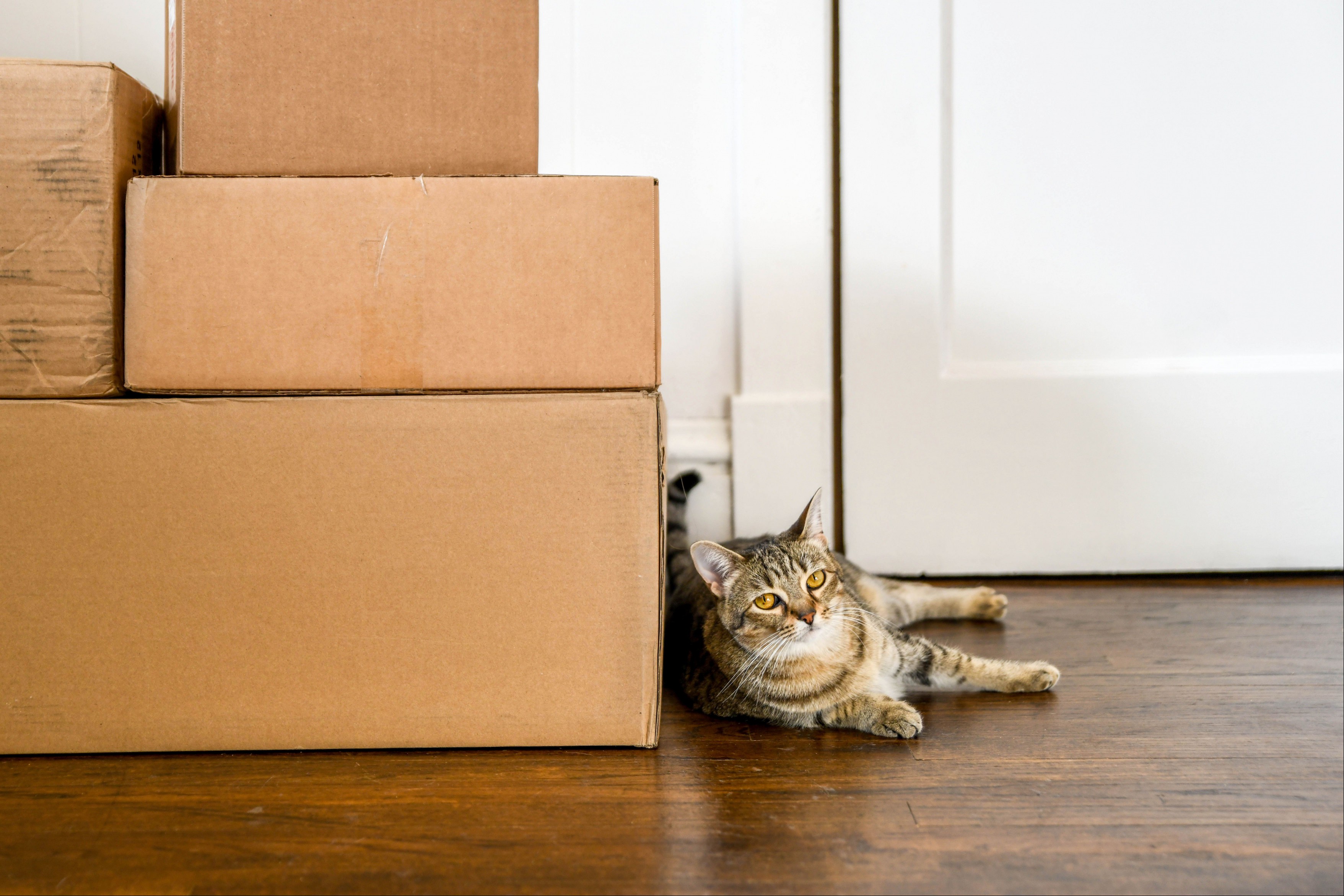 Brown cat laying next to cardboard boxes from moving
