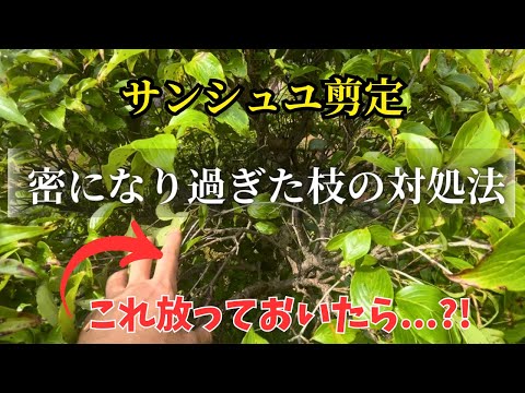 紅枝山茱萸の剪定：大きくなりすぎた低木を2つの方法で救う