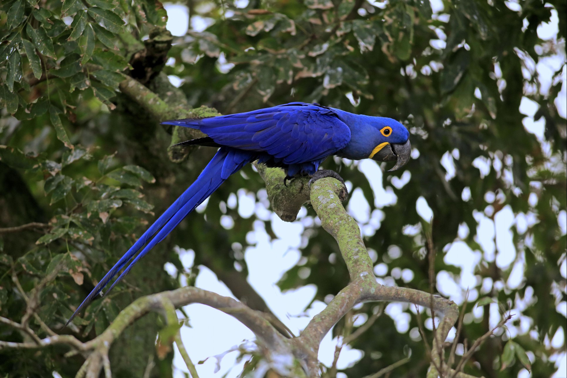 Blue hyacinth macaw (Anodorhynchus hyacinthinus) adult in a tree.