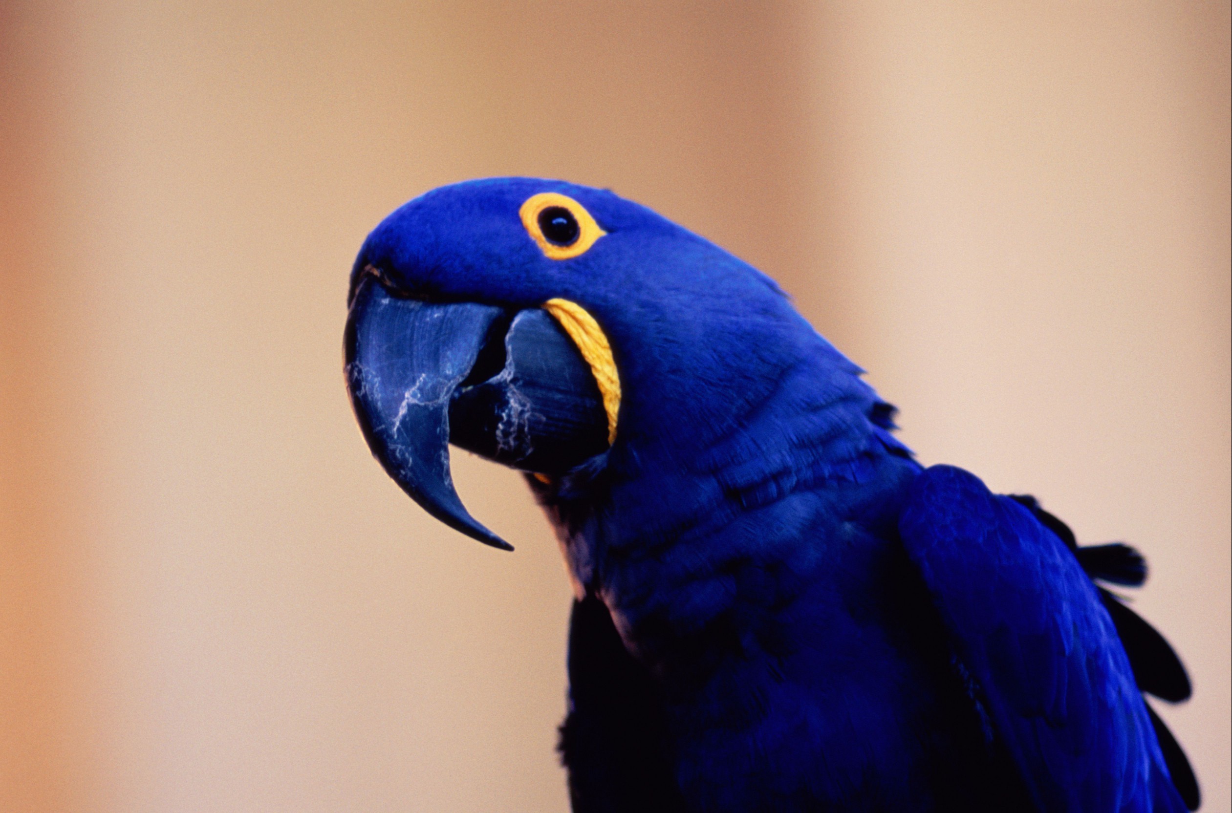 Hyacinth macaw
