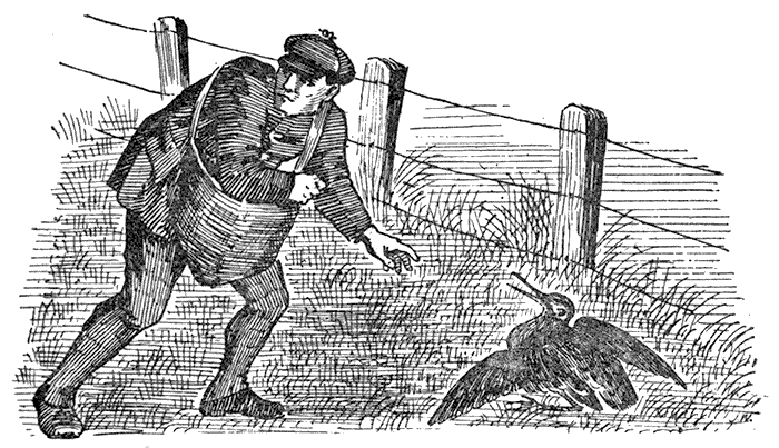 Country Cousin