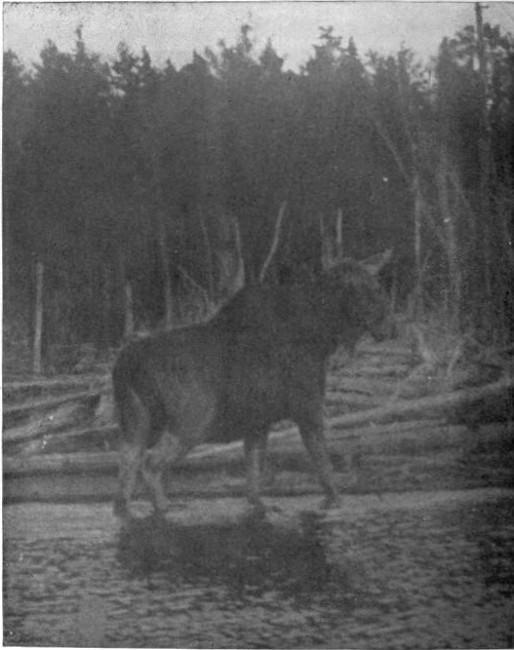 LARGE BULL MOOSE ON MUD POND BROOK. (West Branch Waters.) Photographed from Life. Time exposure.