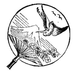 decoration