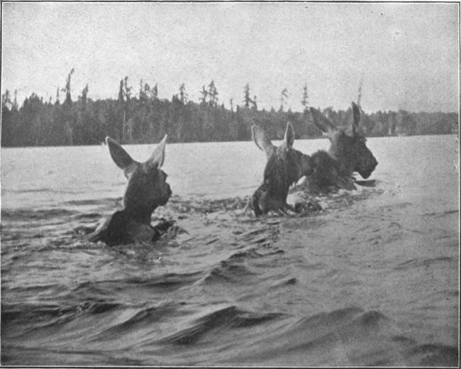 COW MOOSE, WITH CALVES, SWIMMING MUD POND. (West Branch Waters.)