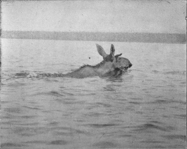 SPIKE-HORN BULL SWIMMING MUD POND. (West Branch Waters.) Photographed from Life.