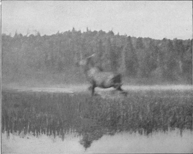 BULL MOOSE ON BLACK POND. (West Branch Waters.) Photographed from Life.