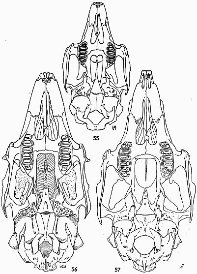Show larger image of figures 55 to 57.