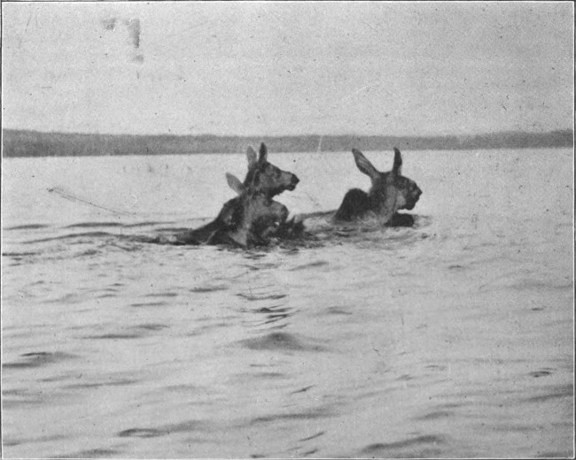 COW MOOSE AND CALVES SWIMMING MUD POND. (West Branch Waters.) Photographed from Life.