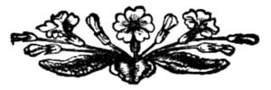 Then rolling my trousers up a yard or two, I struck off into the scrub pine, carrying with me a large board (Page 74)