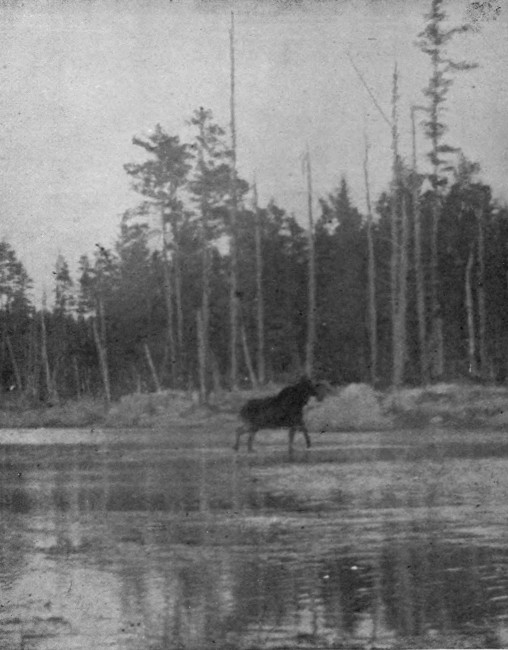 BULL MOOSE IN CARIBOU LAKE. Photographed from Life.