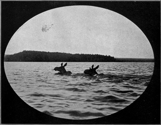 YOUNG BULL AND COW MOOSE SWIMMING. (Lobster Lake.) Photographed from Life.