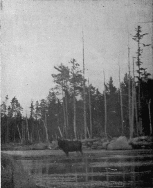 BULL MOOSE IN CARIBOU LAKE. Photographed from Life.