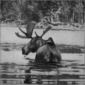 BULL MOOSE IN ALLAGASH STREAM. (St. John Waters.) Photographed from Life.