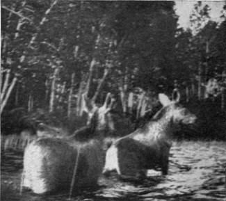 MOOSE CALVES LEAVING WATER. (Mud Pond Region.) Photographed from Life.