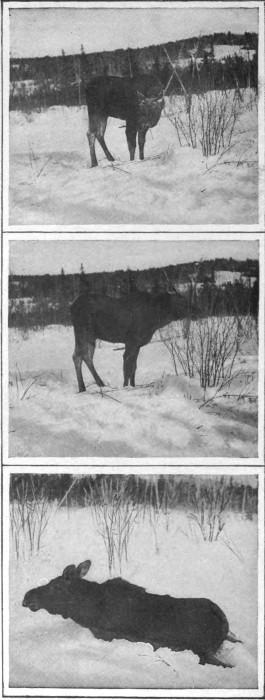 YOUNG BULL MOOSE CAUGHT IN DEEP SNOW. (Northern Aroostook.) Photographed from Life.