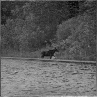COW MOOSE ON SHORE OF ALLAGASH LAKE. Photographed from Life.