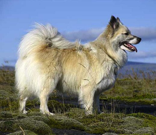 Icelandic Sheepdog Dog Breed Photo - Picture of Icelandic Sheepdog