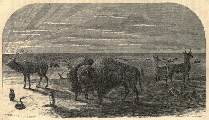 THE WILD DENIZENS OF THE PLAINS. THE WILD DENIZENS OF THE PLAINS.