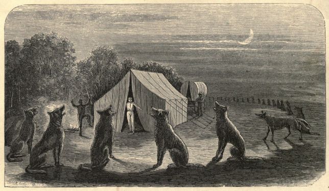 MIDNIGHT SERENADE ON THE PLAINS. MIDNIGHT SERENADE ON THE PLAINS.