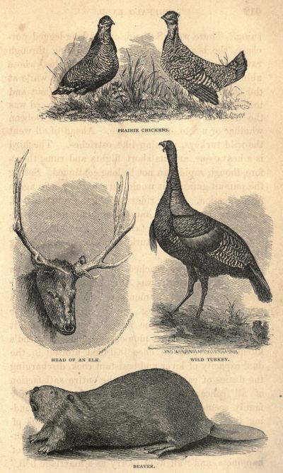 MORE OF OUR SPECIMENS. MORE OF OUR SPECIMENS.