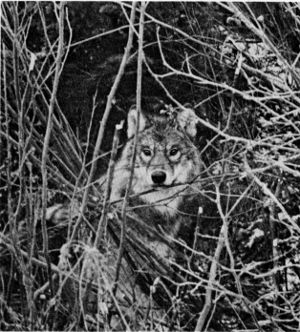 Figure 5.—A wolf caught in a trap. (Photo courtesy of D. L. Breneman.) Figure 5.—A wolf caught in a trap. (Photo courtesy of D. L. Breneman.)