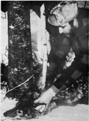 Figure 8.—Once pinned by the forked stick, the wolf ceased struggling. (Photo courtesy of Richard Bend.) Figure 8.—Once pinned by the forked stick, the wolf ceased struggling. (Photo courtesy of Richard Bend.)