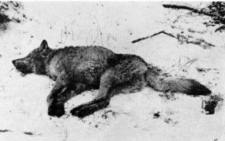 Figure 9.—After release, the wolf lay still for 1½ hours before jumping up and running off. (Photo courtesy of L. D. Mech.) Figure 9.—After release, the wolf lay still for 1½ hours before jumping up and running off. (Photo courtesy of L. D. Mech.)