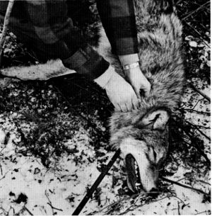 Figure 10.—A radio transmitter collar was placed around the neck of each trapped wolf. (Photo courtesy of D. L. Breneman.) Figure 10.—A radio transmitter collar was placed around the neck of each trapped wolf. (Photo courtesy of D. L. Breneman.)