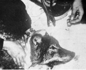 Figure 11.—Each ear of the wolf was tagged with identifying numbers. (Photo courtesy of Richard Bend.) Figure 11.—Each ear of the wolf was tagged with identifying numbers. (Photo courtesy of Richard Bend.)