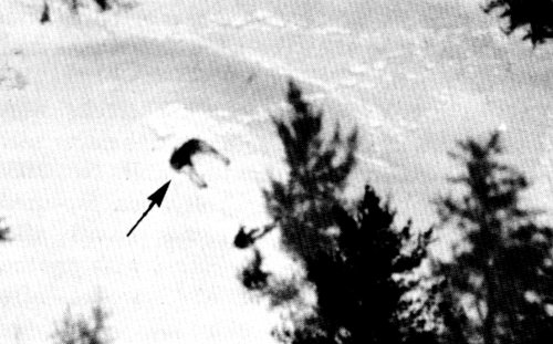 Figure 18.—Generally the wolves rested during most of the day. (Photo courtesy of L. D. Mech.) Figure 18.—Generally the wolves rested during most of the day. (Photo courtesy of L. D. Mech.)