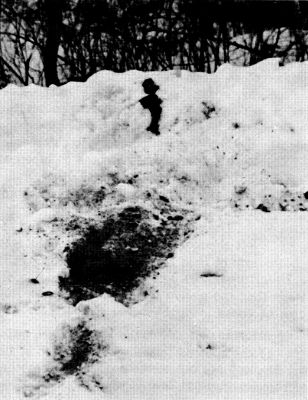 Figure 27.—Feces, urine, and scratching in a conspicuous spot indicate a wolf "scent post." (Photo courtesy of L. D. Mech.) Figure 27.—Feces, urine, and scratching in a conspicuous spot indicate a wolf "scent post." (Photo courtesy of L. D. Mech.)