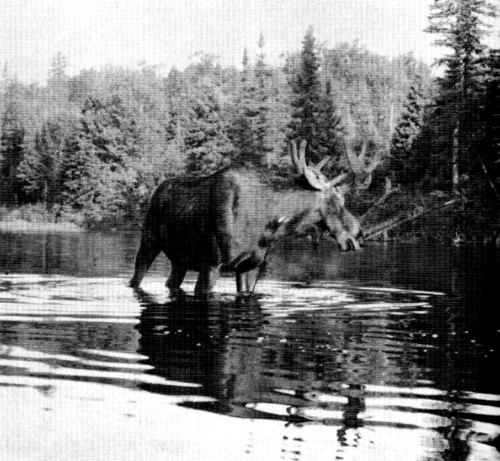 Figure 30.—Moose are also killed by wolves. (Photo courtesy of Allan Taylor.) Figure 30.—Moose are also killed by wolves. (Photo courtesy of Allan Taylor.)