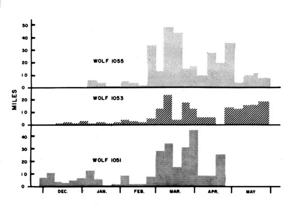 Figure 34.—Net weekly (straight-line) distances traveled by three radiotagged wolves. Figure 34.—Net weekly (straight-line) distances traveled by three radiotagged wolves.