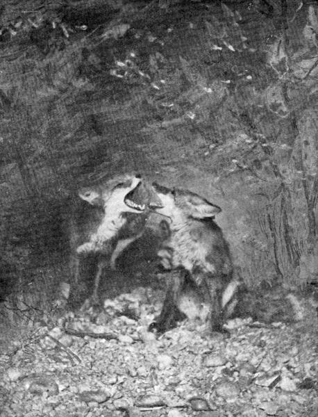 VI. Foxes quarrelling Captive; photo by E. T. Seton VI. Foxes quarrelling Captive; photo by E. T. Seton