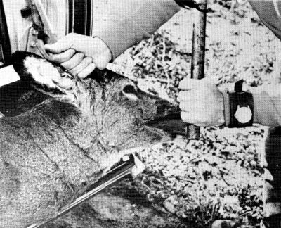 Figure 6.—All hunter-killed deer examined were checked for age. (Photo courtesy of L. D. Frenzel.) Figure 6.—All hunter-killed deer examined were checked for age. (Photo courtesy of L. D. Frenzel.)