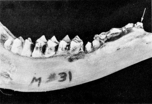 Figure 8.—Deciduous first premolar (arrow), usually not present in deer, was found in specimen M-31. Figure 8.—Deciduous first premolar (arrow), usually not present in deer, was found in specimen M-31.