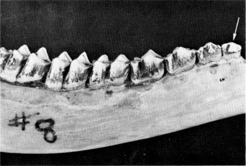 Figure 9.—A permanent first premolar (arrow) was discovered in M-8. Figure 9.—A permanent first premolar (arrow) was discovered in M-8.